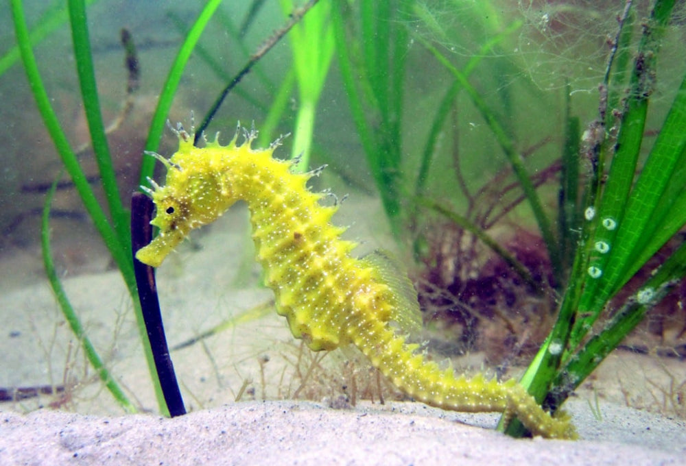 Sea Arch teams up with The Seahorse Trust